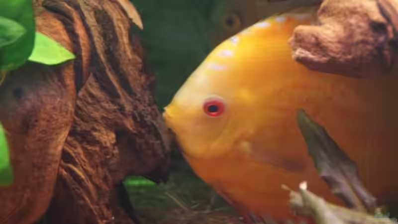 27.02.10 Mama-Marlboro von Jogi (52)