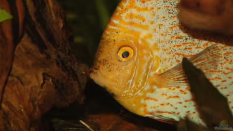 27.02.10 Papa-Pigeon Blood von Jogi (53)