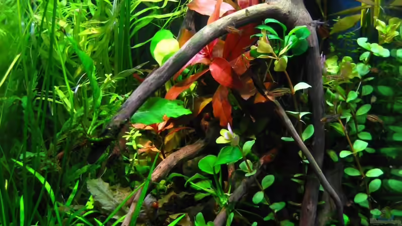 27.02.2014 nach dem gärtnern von Nanu (12)