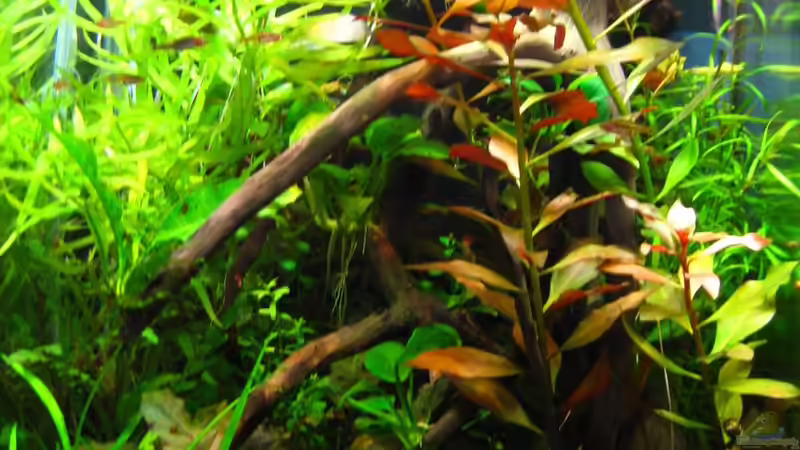 27.02.2014 von Nanu (11)