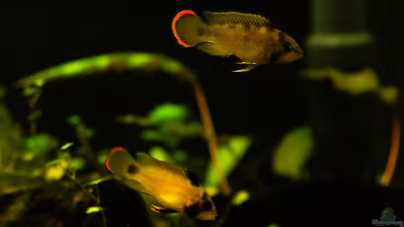 27.02.2015 ~ A. nijsseni  von Quyrill (37)