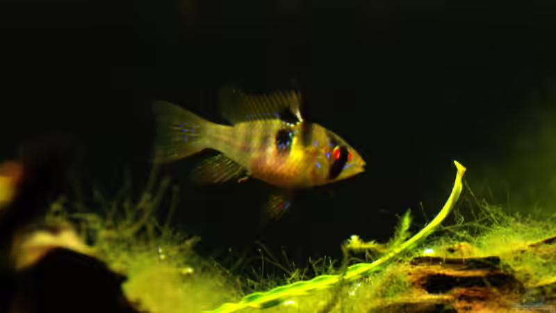 27.02.2015 ~ P. Ramirezi von Quyrill (41)