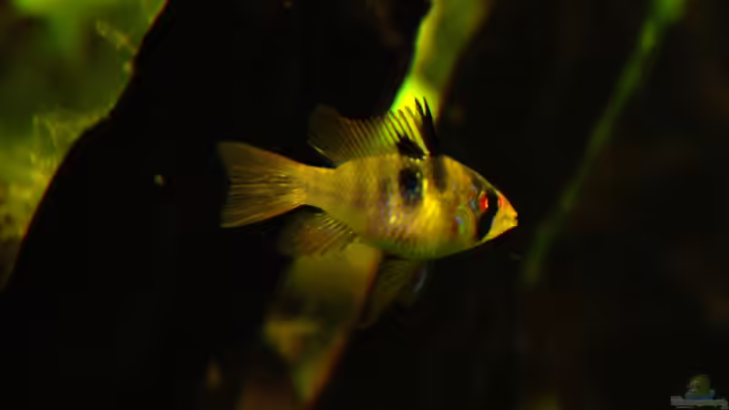 27.02.2015 ~ P. Ramirezi von Quyrill (42)