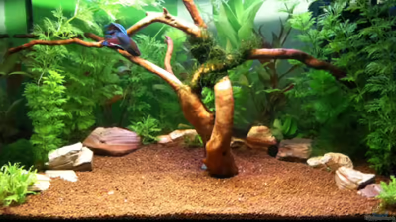 27-03-10 von Flevus (4)