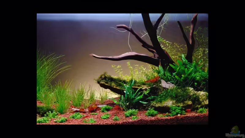 27.03.12 Garnelenbecken und Aquascapingversuch