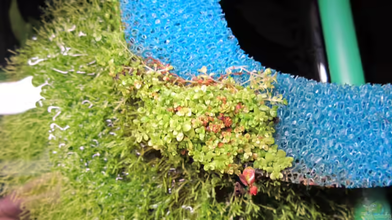 27.03.13 Emereses Perlkraut von Gonnos (16)