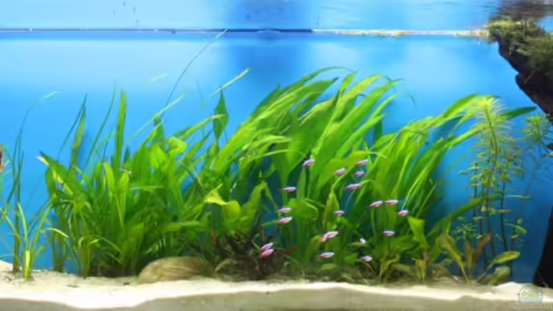 27.03.2010 von chrisreal (4)