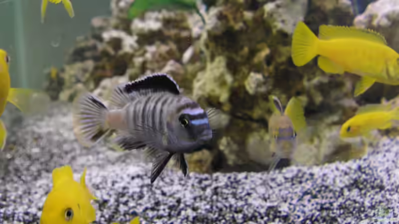 27.04.2012 von Miese97 (1)