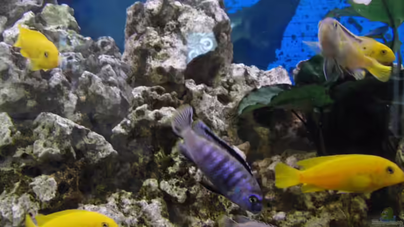 27.04.2012 von Miese97 (20)