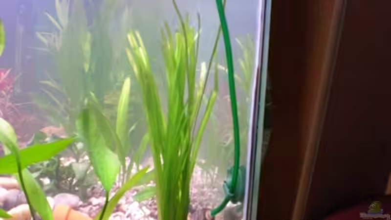 27.05.09 Vallisneria spiralis gepflanzt von Königscobra (25)