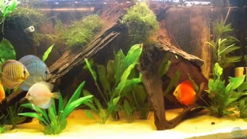 27.05.09 von Amazonasbecken.eu (9)