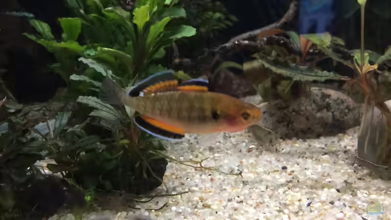 27.05.2021 beide Männchen zusammen von herkla (60)