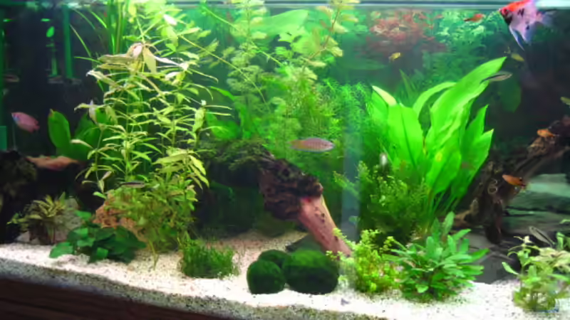 27.06.2009 von Microsash (2)