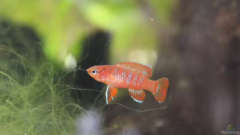 27.06.2016 von Laufilauf (51)