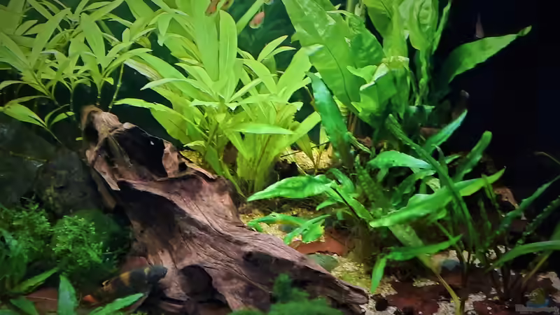 27.06.2020 von okefenokee (17)