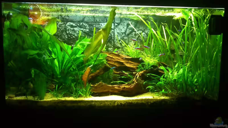 27.07.14 von Dirri S (7)