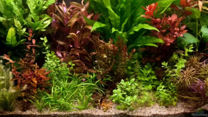 27.07.2010 - nach dem Gärtnern von Ralf64 (21)