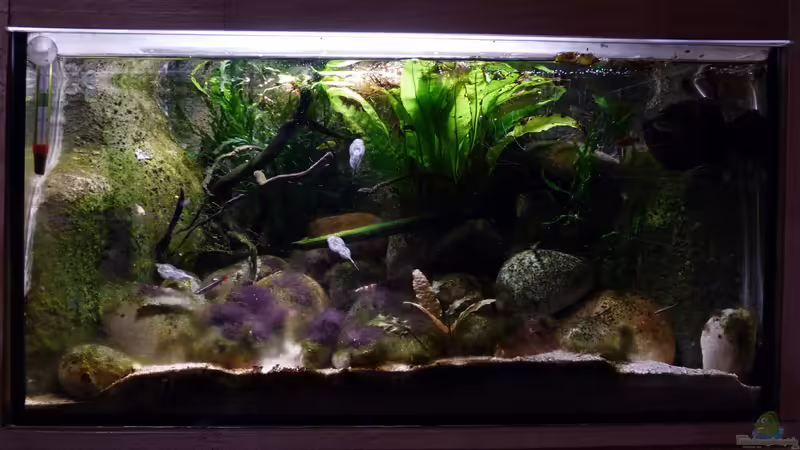 27.07.2015 von Aquajonas (4)