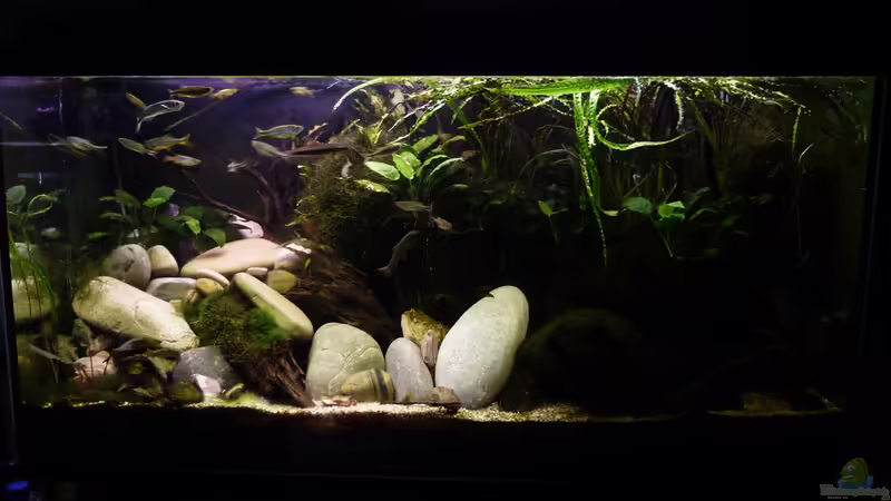 27.07.2015 von Aquajonas (5)