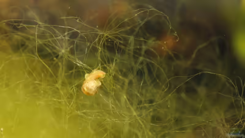 27.07.2016 von Laufilauf (38)