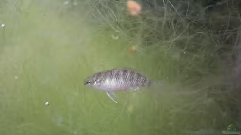 27.07.2016 von Laufilauf (47)