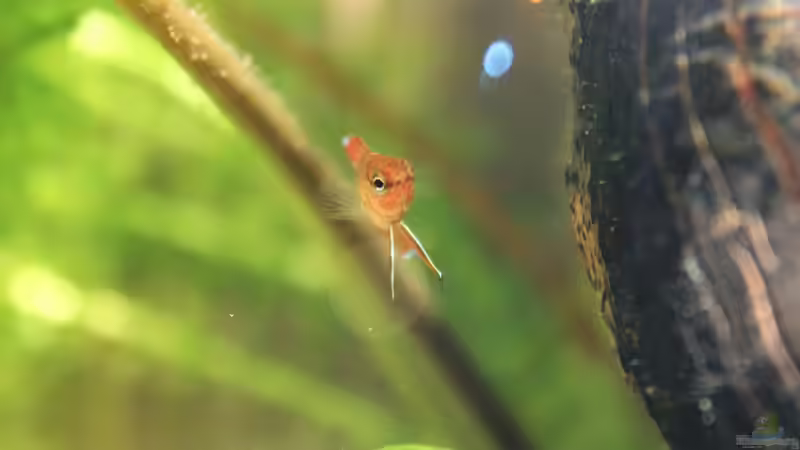 27.07.2016 von Laufilauf (48)