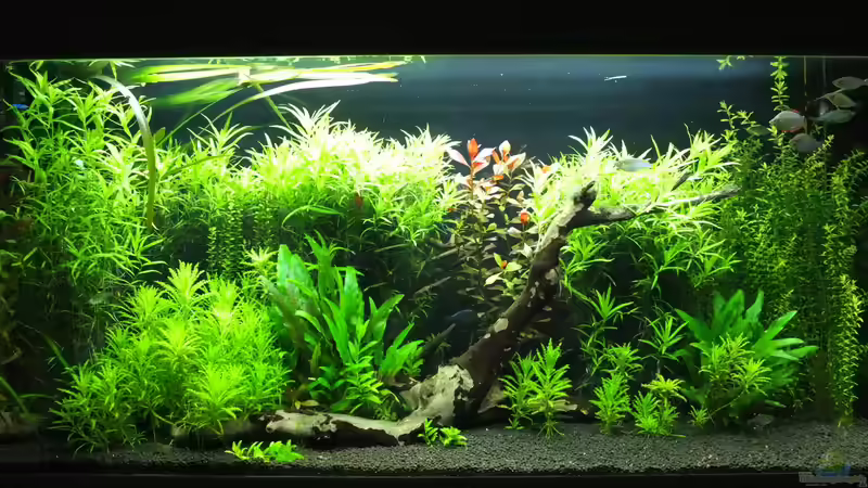 27.08.2014 von axolotl (2)