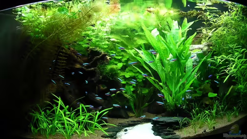 27.09.2011 - Myriophyllum müsste mal wieder gekürzt werden :-) von Christian Grunwald (9)