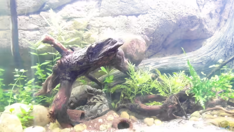 27.09.2013 von Intershrimpview (61)