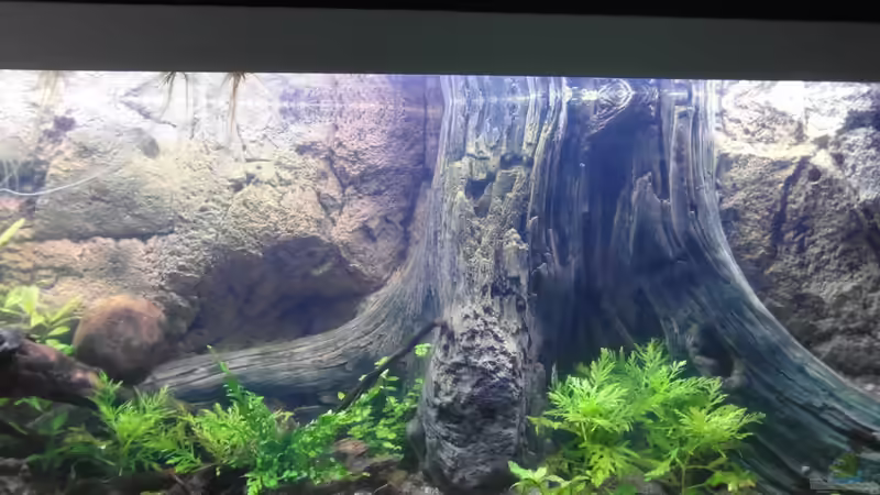 27.09.2013 von Intershrimpview (65)