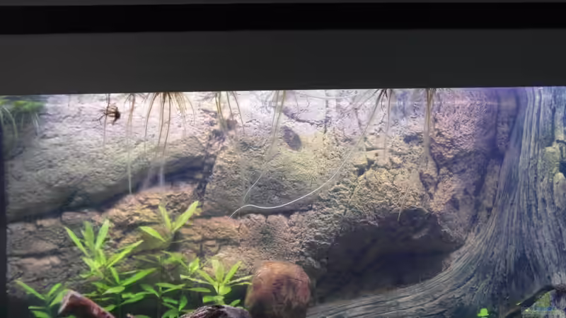 27.09.2013 von Intershrimpview (66)