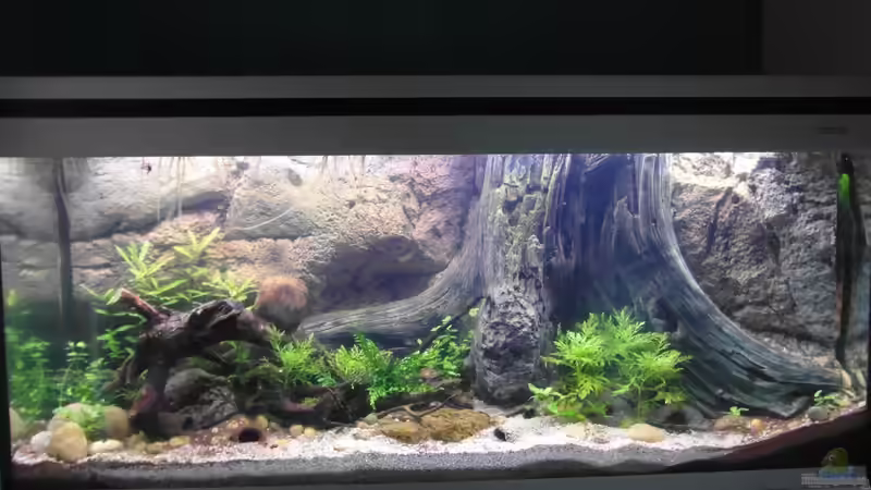 27.09.2013 von Intershrimpview (67)