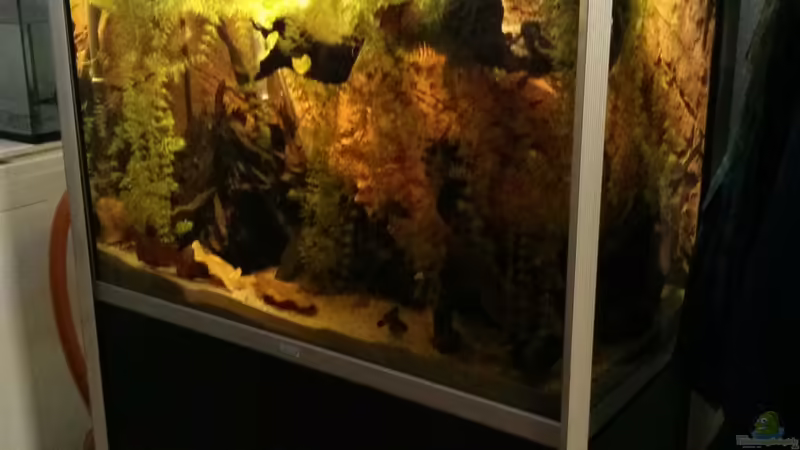 27.1.2017 von AquaTobi90 (2)