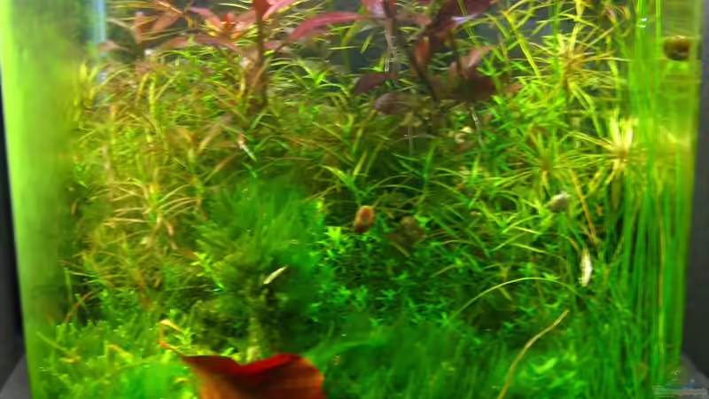 27.11.2009 von Nanu (5)