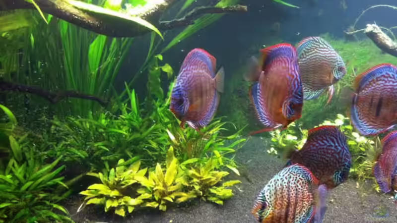 27.11.2011  von Dani B (19)