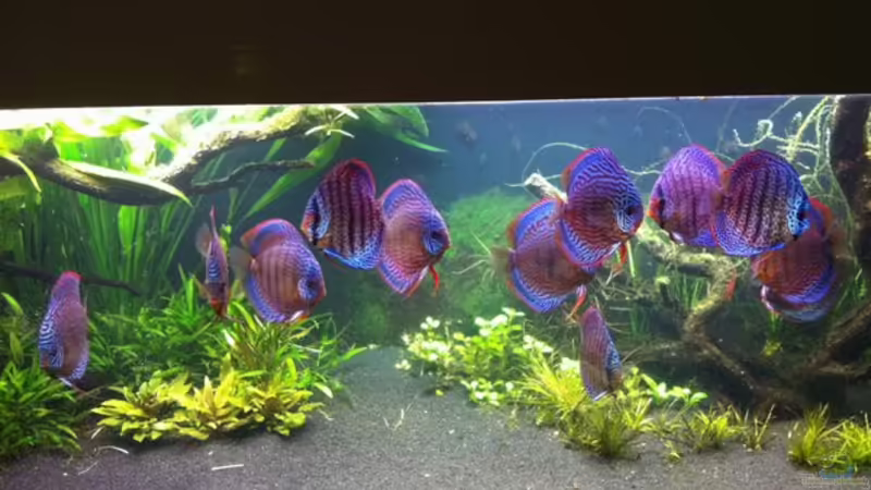 27.11.2011 von Dani B (5)