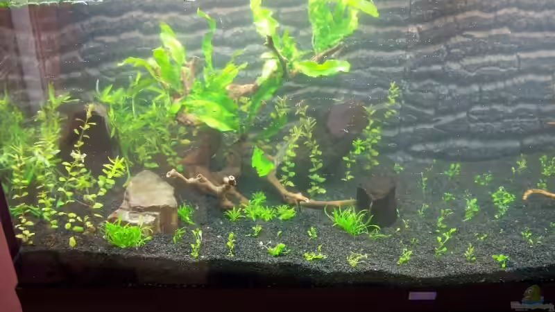 27.12.08 von Dani B (2)