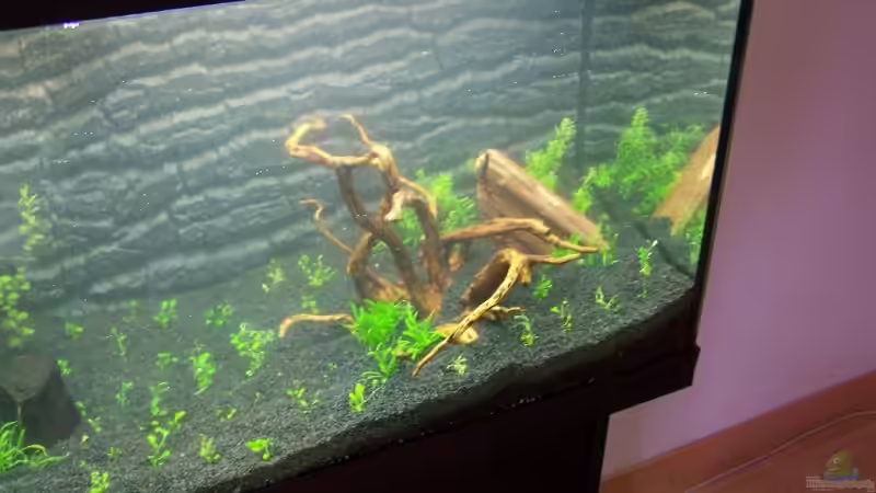 27.12.08 von Dani B (3)