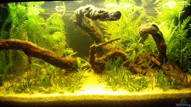 27.12.11 von Andrea Rüter (8)