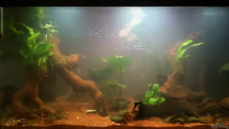 27.12.2011- Neugestaltet (noch etwas trüb) von Exotist (3)