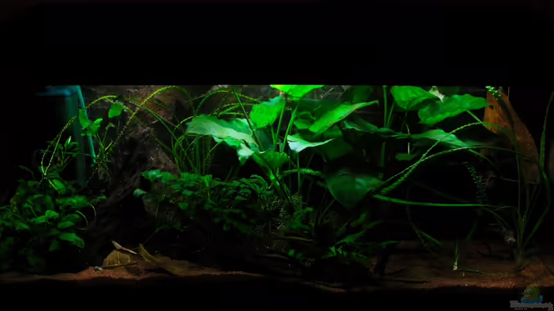 27.12.2012 von Koehler (13)