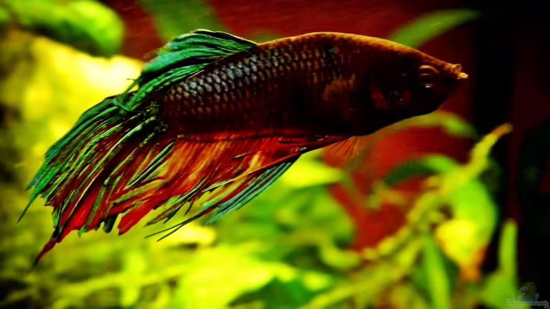 27.12.2013 von snooze (10)