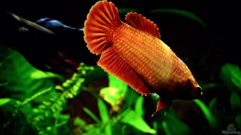 27.12.2013 von snooze (12)