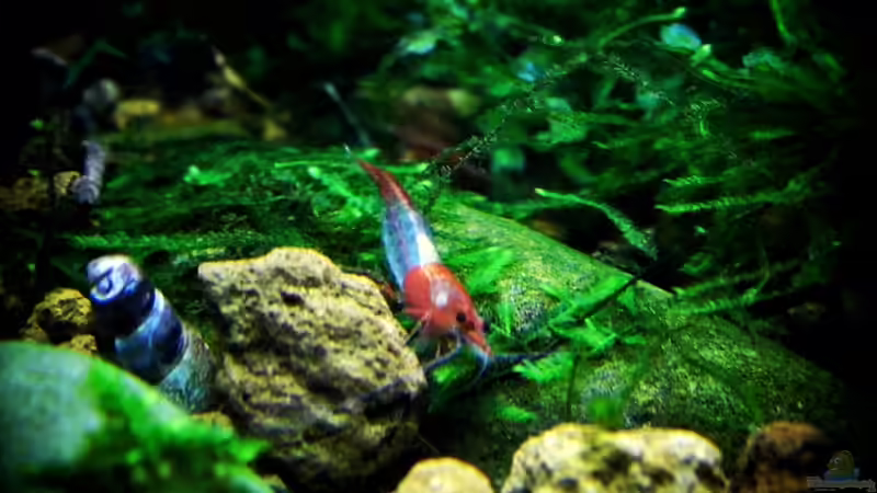 27.12.2013 von snooze (65)