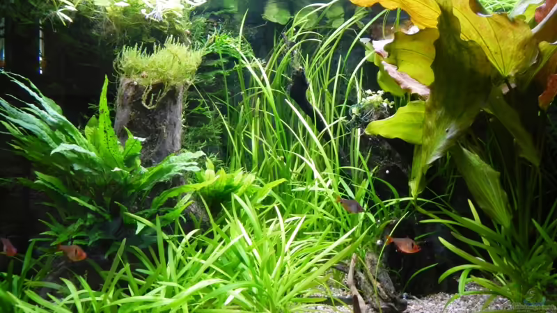 27.12.2014 von borellii (7)