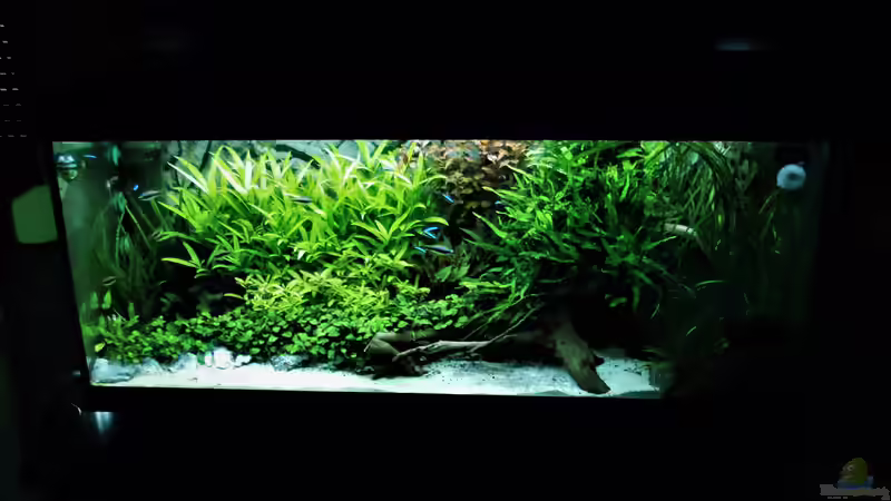 27.12.2016 ein paar Pflanzen wurden ersetzt (6 Wochen später) von Jah Gaid (13)