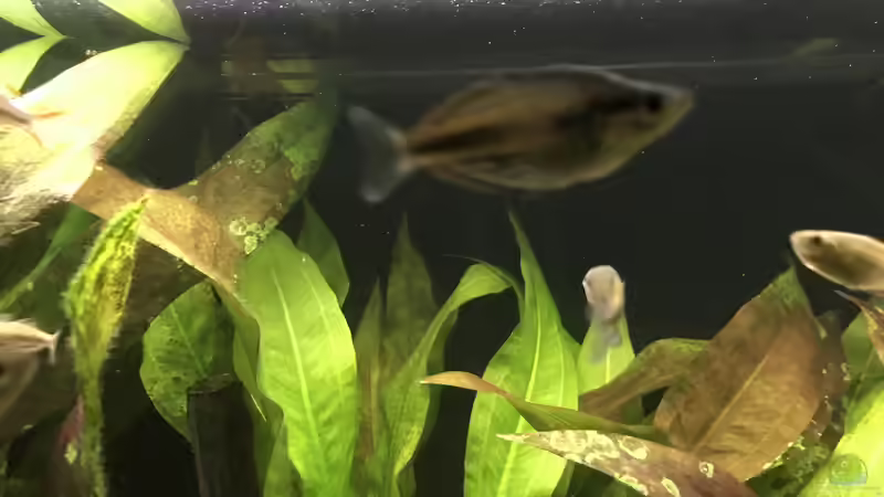 27.12.2022 Melanotaenia lakamora -Männchen- von herkla (68)