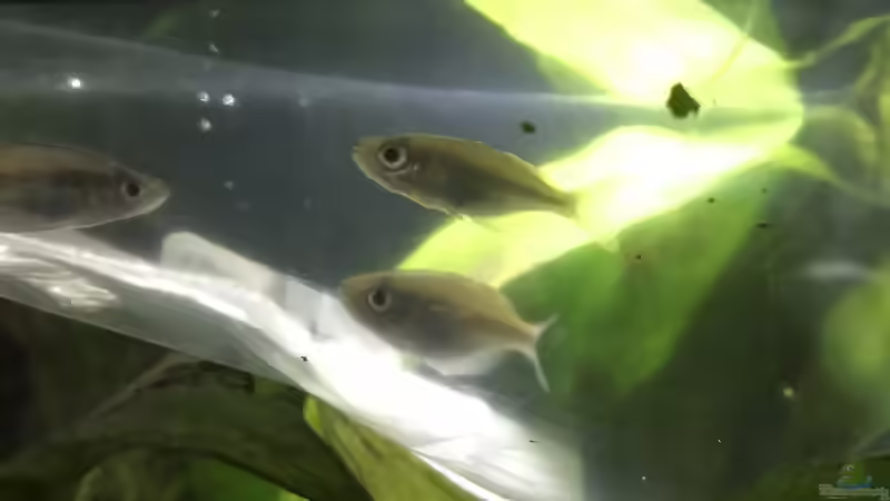 27.12.2022 Melanotaenia lakamora bei der Eingewöhnung 2 von herkla (67)