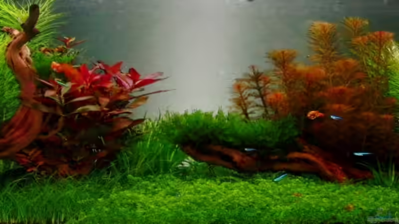 27.3.13 von Bjarke (18)