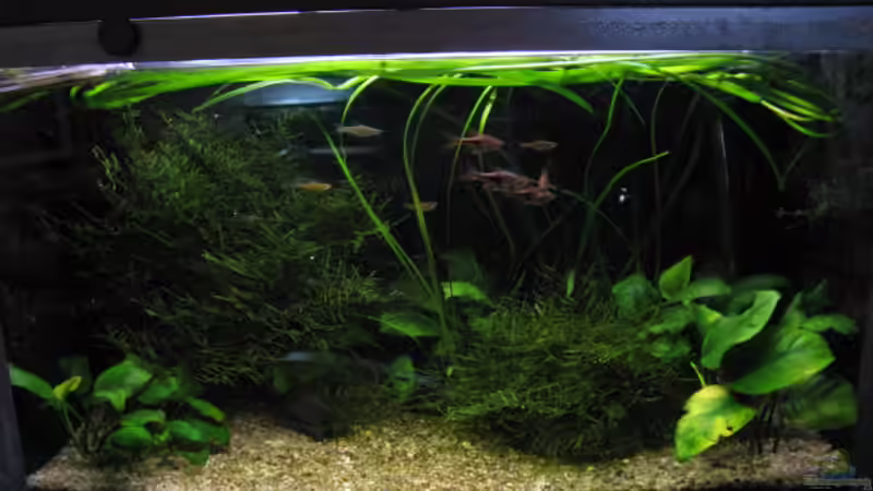 27.3.2009 von Kocki (8)